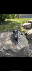 Lost Female Cat last seen Close to Belvedere/East hills area, Calgary, AB T1X 0L5