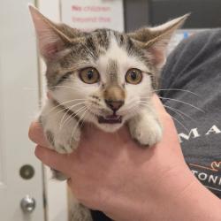 Shelter Stray Female Cat last seen , 825 W Jefferson St, Tipton, IN 46072, USA