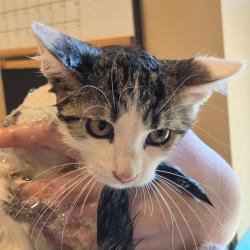 Shelter Stray Female Cat last seen , 825 W Jefferson St, Tipton, IN 46072, USA