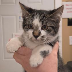 Shelter Stray Female Cat last seen , 825 W Jefferson St, Tipton, IN 46072, USA