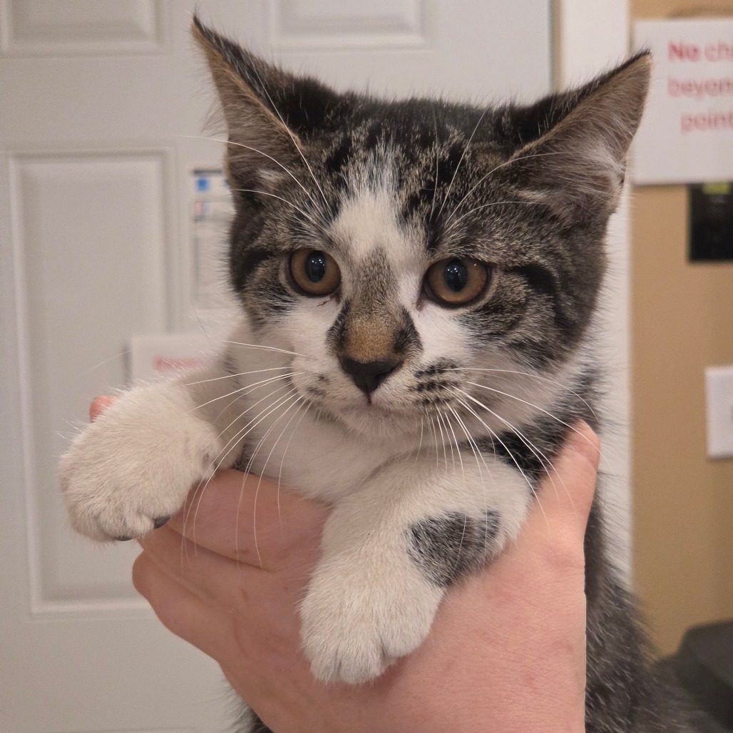Shelter Stray Female Cat last seen , 825 W Jefferson St, Tipton, IN 46072, USA
