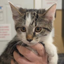 Shelter Stray Female Cat last seen , 825 W Jefferson St, Tipton, IN 46072, USA