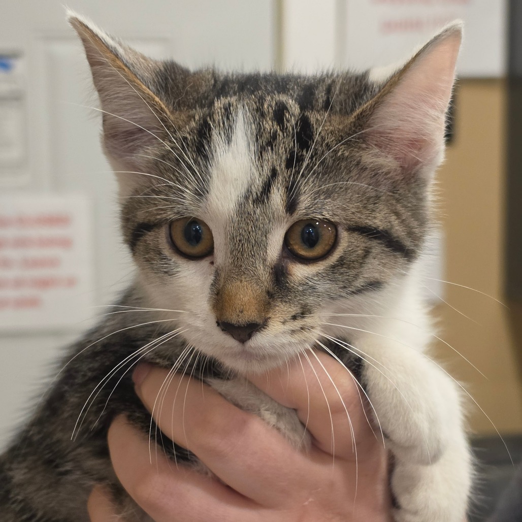 Shelter Stray Female Cat last seen , 825 W Jefferson St, Tipton, IN 46072, USA