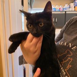 Shelter Stray Female Cat last seen , 825 W Jefferson St, Tipton, IN 46072, USA