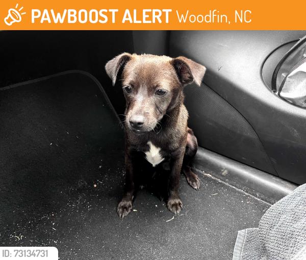 Found/Stray Male Dog last seen Woodfin Ave and Weaverville Road, Woodfin, NC 28804