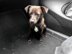 Found/Stray Male Dog last seen Woodfin Ave and Weaverville Road, Woodfin, NC 28804
