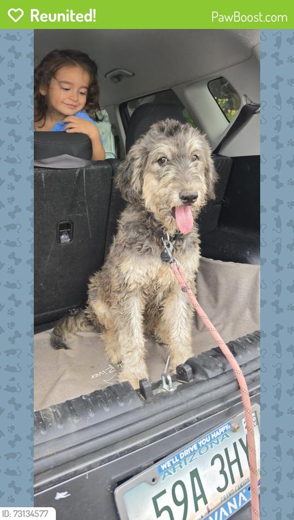 Reunited Male Dog last seen Near W Encanto Blvd, Phoenix, AZ 85035, USA, Phoenix, AZ 85035
