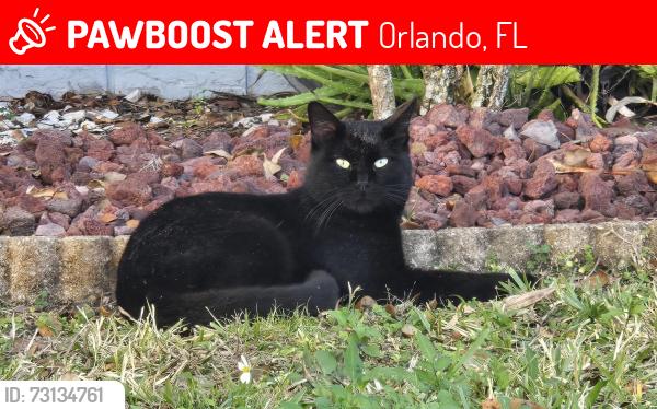 Lost Male Cat last seen Rose Ave and maitland Blvd, Orlando, FL 32810
