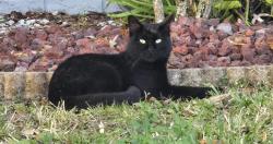 Lost Male Cat last seen Rose Ave and maitland Blvd, Orlando, FL 32810