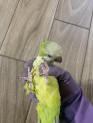 Lost Male Bird last seen Sam club, Parkway Lakes, TX 77407