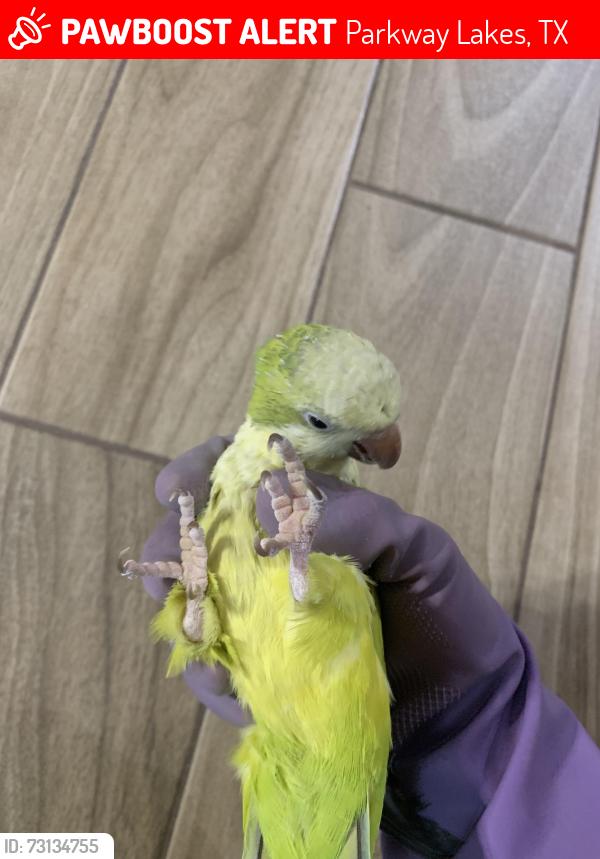 Lost Male Bird last seen Sam club, Parkway Lakes, TX 77407