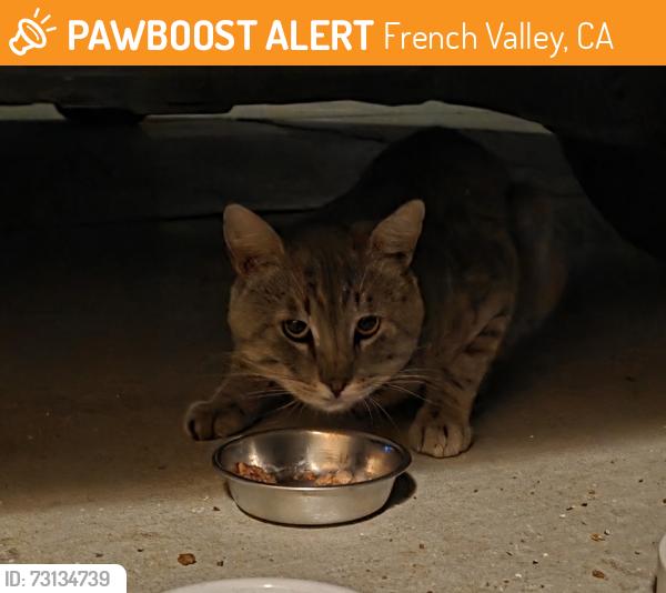 Found/Stray Unknown Cat last seen Marin Fields Rd and Fields Dr, French Valley, CA 92596