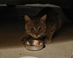 Found/Stray Unknown Cat last seen Marin Fields Rd and Fields Dr, French Valley, CA 92596