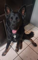 Reunited Male Dog last seen Rimpau and circle city dr., Corona, CA 92879