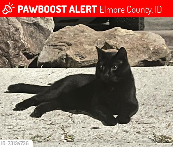 Lost Male Cat last seen S Bunper Way, Elmore County, ID 83716