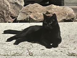 Lost Male Cat last seen S Bunper Way, Elmore County, ID 83716