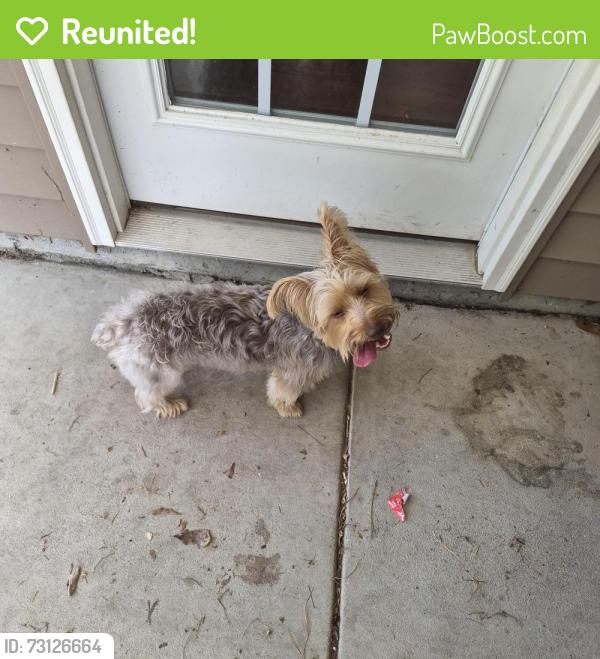Reunited Male Dog last seen Executive dr and Docs Rd, Lillington, NC 27546