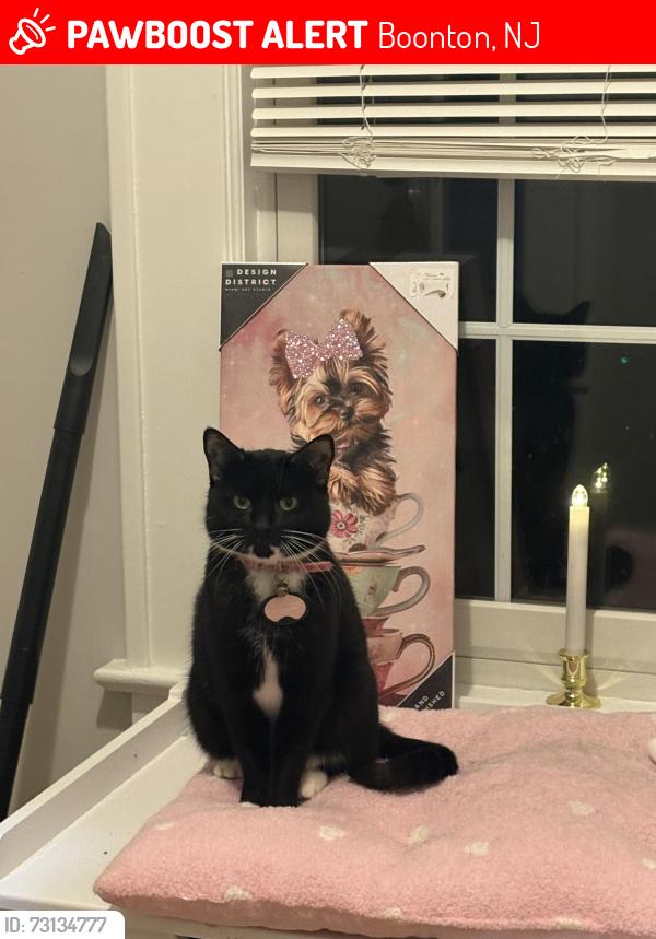 Lost Female Cat last seen Chestnut st, Boonton , Boonton, NJ 07005