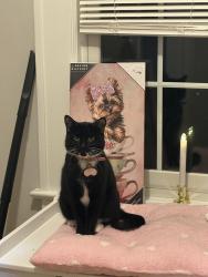 Lost Female Cat last seen Chestnut st, Boonton , Boonton, NJ 07005