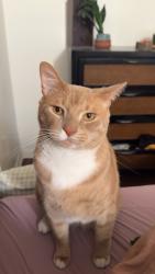 Reunited Male Cat last seen Kestrel Dr, Black Eagle Dr, Groveland, FL 34736