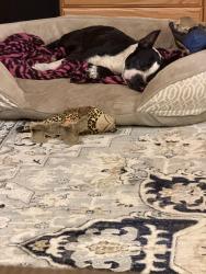 Found/Stray Female Dog last seen Britton and Pine crest, Harrah, OK 73045