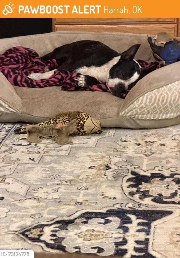 Found/Stray Female Dog last seen Britton and Pine crest, Harrah, OK 73045