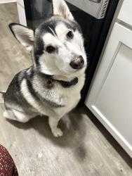 Lost Female Dog last seen Washington St & Sherman Ave, Indianapolis, IN 46201