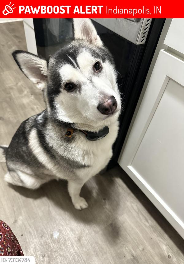 Lost Female Dog last seen Washington St & Sherman Ave, Indianapolis, IN 46201