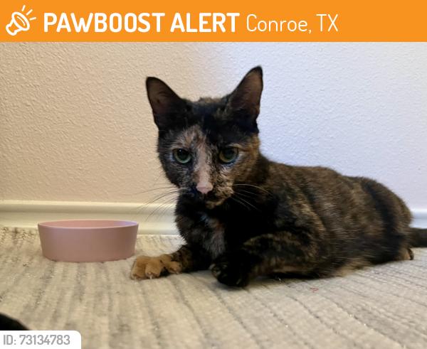 Found/Stray Female Cat last seen Near and mansion boulevard, Conroe, TX 77384