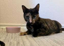 Found/Stray Female Cat last seen Near and mansion boulevard, Conroe, TX 77384
