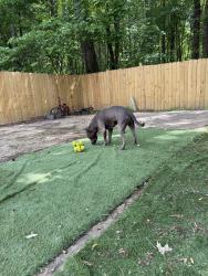 Lost Male Dog last seen Dorado Ave and windermere, Memphis, TN 38128