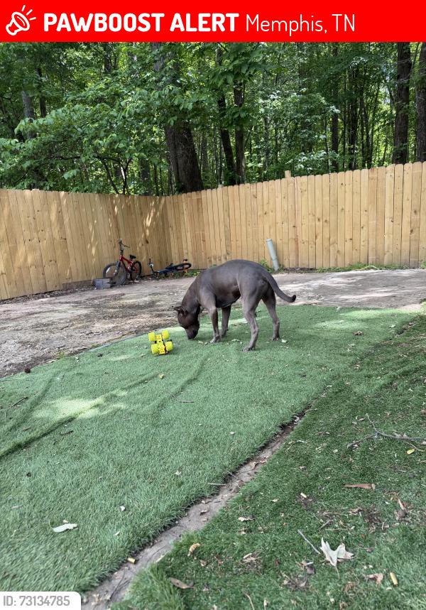 Lost Male Dog last seen Dorado Ave and windermere, Memphis, TN 38128