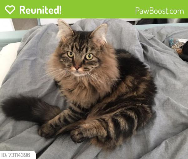 Reunited Male Cat last seen Hoffman and Delmar, Aurora, CO 80011