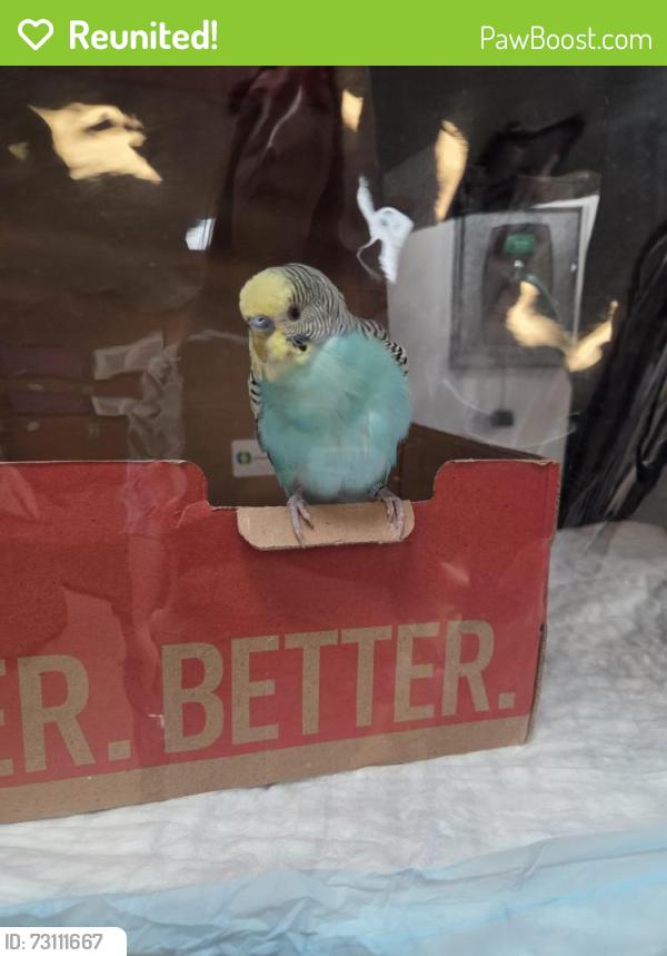 Reunited Male Bird last seen Mesa and Mt Diablo, Concord, CA 94518