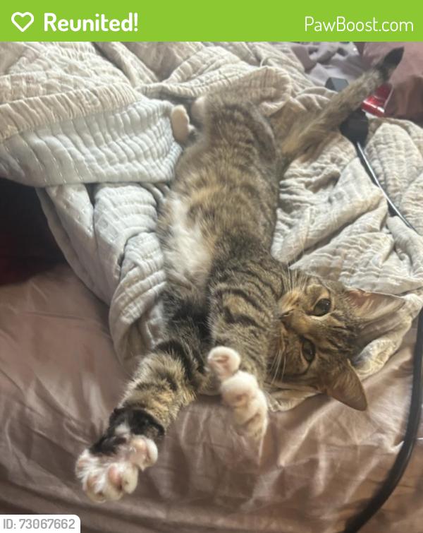 Reunited Female Cat last seen mayfield church, Chesterland, OH 44026