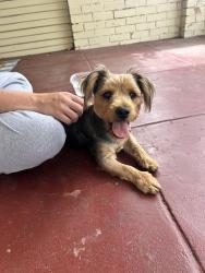 Found/Stray Male Dog last seen Bonnie, Stockton, CA 95204
