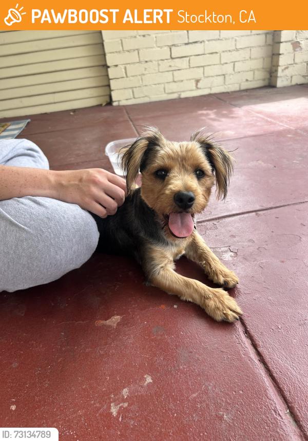 Found/Stray Male Dog last seen Bonnie, Stockton, CA 95204