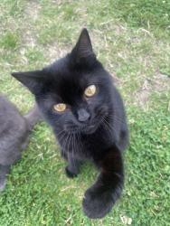 Reunited Male Cat last seen Magnolia Park Rochford, Essex, England 