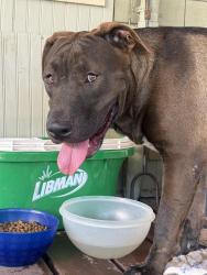Found/Stray Male Dog last seen Monta Vista and Lomas, Albuquerque, NM 87106