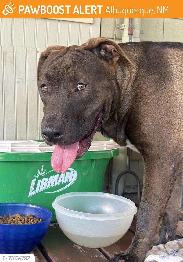 Found/Stray Male Dog last seen Monta Vista and Lomas, Albuquerque, NM 87106
