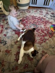 Lost Male Cat last seen Yuba drive and Tapadera, Santa Rosa, CA 95407