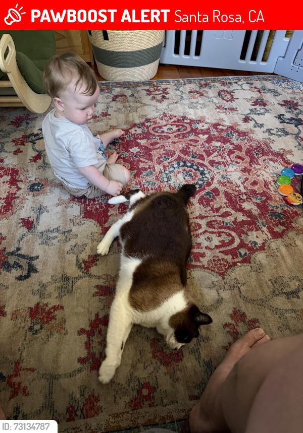Lost Male Cat last seen Yuba drive and Tapadera, Santa Rosa, CA 95407