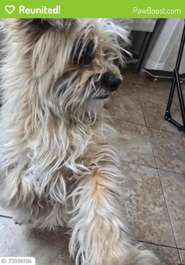 Reunited Male Dog last seen West Ave k and 60th west, Lancaster, CA 93536