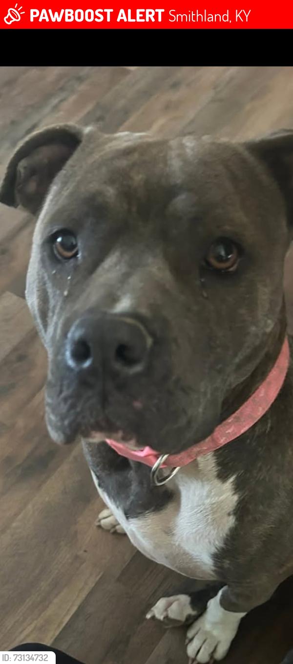 Lost Female Dog last seen 1/2 mile down from 731 River Rd is HWY 60., Smithland, KY 42081