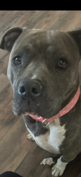 Lost Female Dog last seen 1/2 mile down from 731 River Rd is HWY 60., Smithland, KY 42081