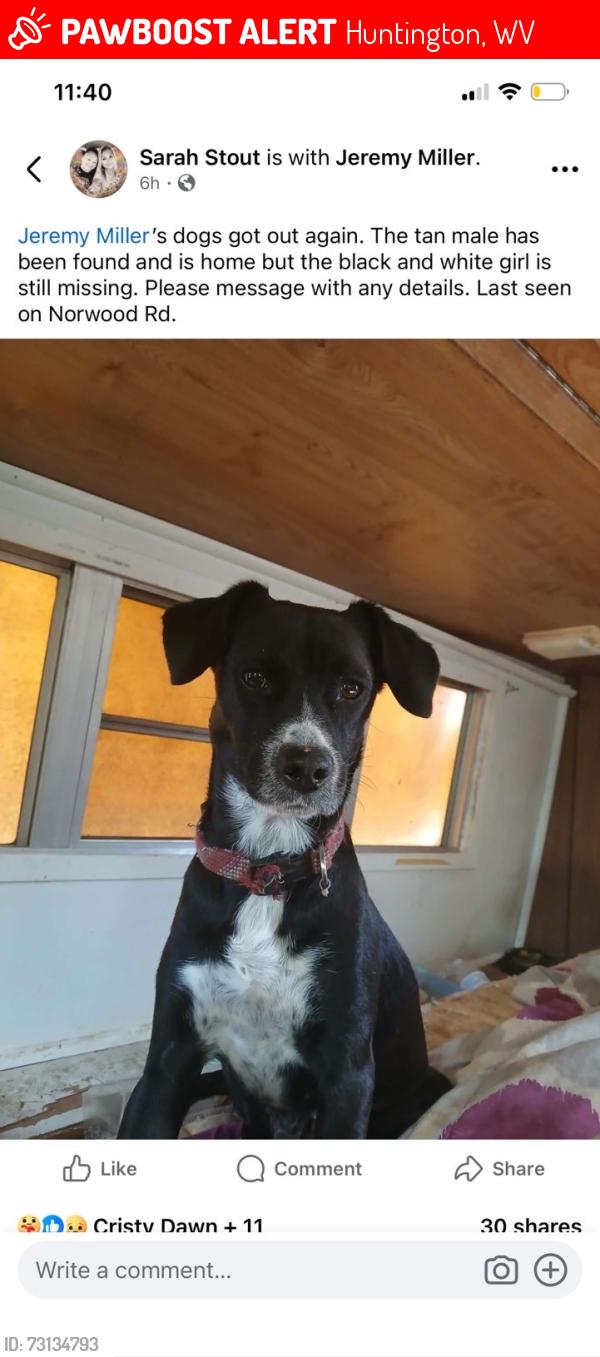 Lost Female Dog last seen Norwood rd, Huntington, WV 25705
