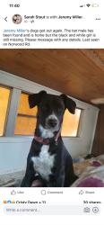 Lost Female Dog last seen Norwood rd, Huntington, WV 25705
