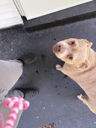 Found/Stray Unknown Dog last seen Frost, Berkeley, MO 63134