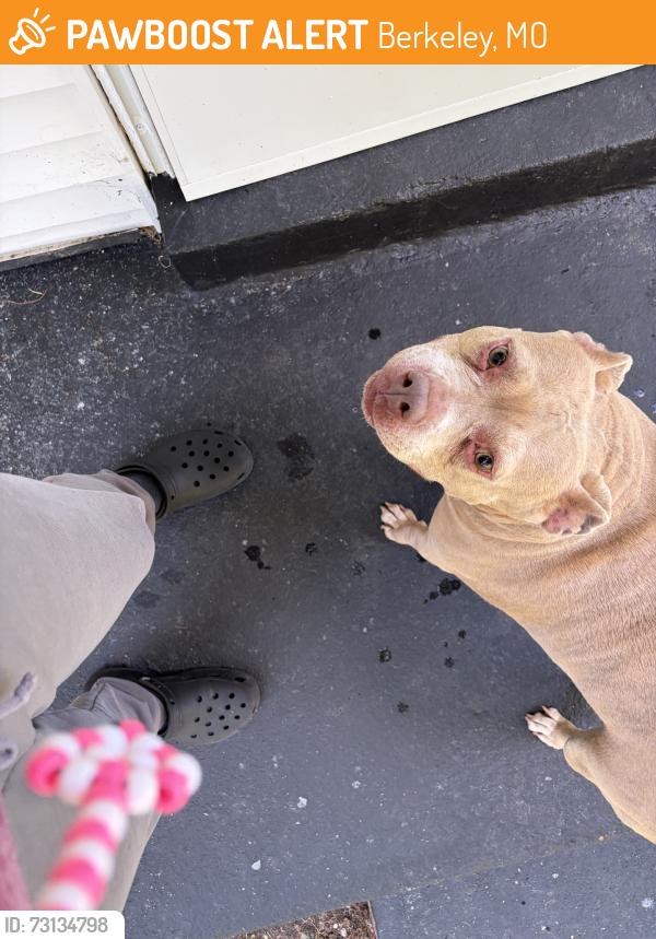Found/Stray Unknown Dog last seen Frost, Berkeley, MO 63134