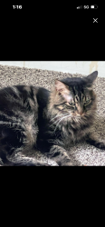 Lost Male Cat last seen Near s Berkeley Lake Rd, Norcross, GA 30071